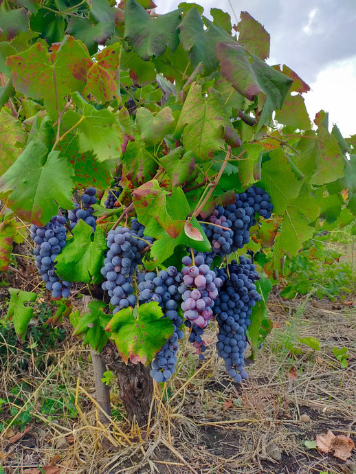 Esplorando l'Etna attraverso i suoi Vini: Rossi, Bianchi e Rosati