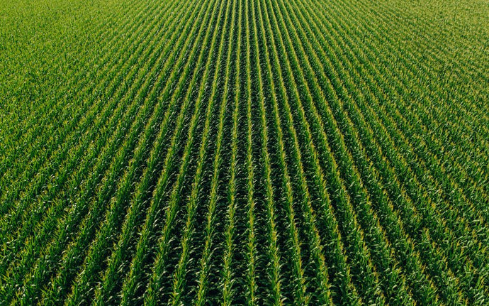 Intervista Roberto di Azienda Agricola SARI